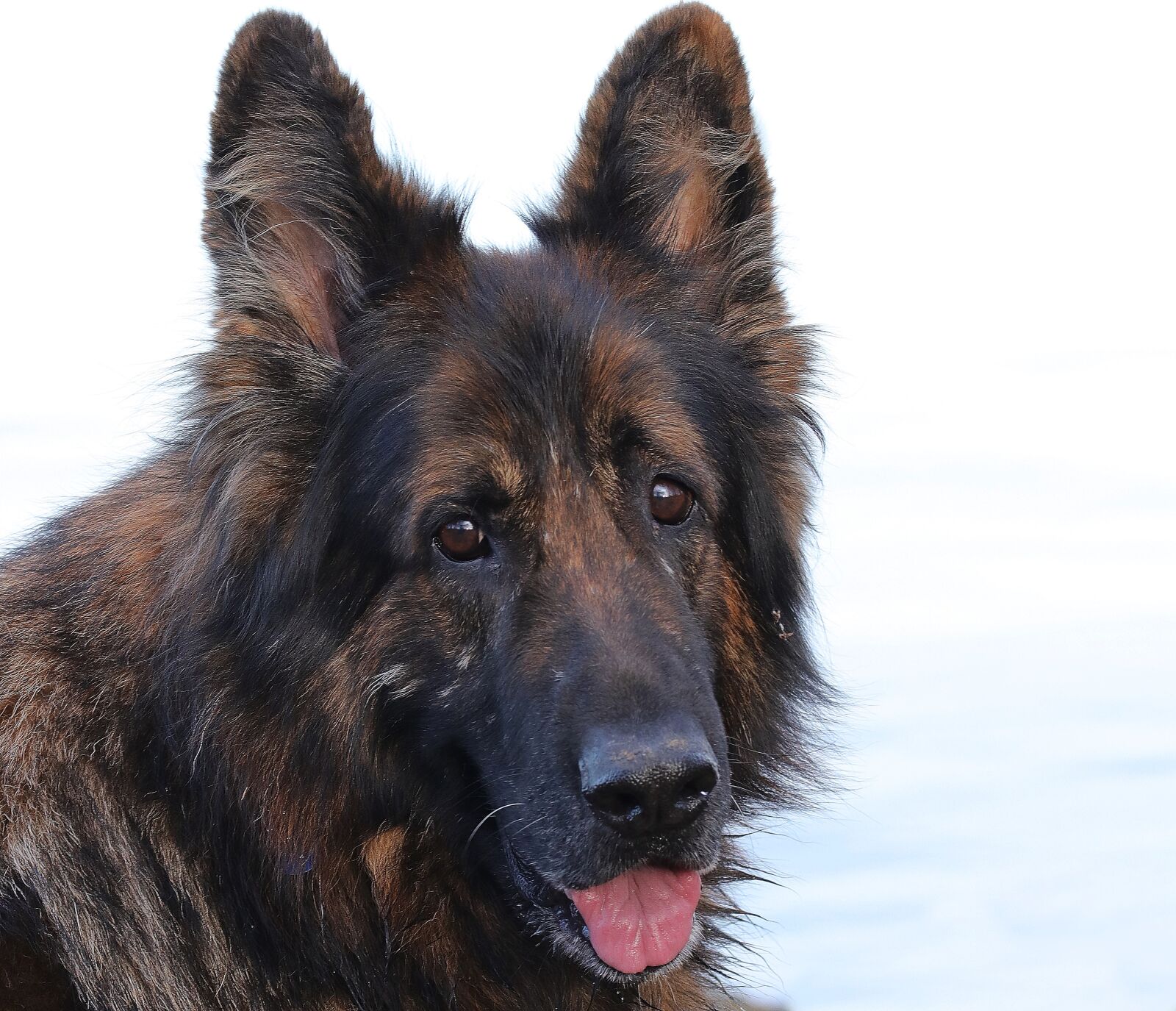 Canon EOS 80D sample photo. Dog, sch fer dog photography