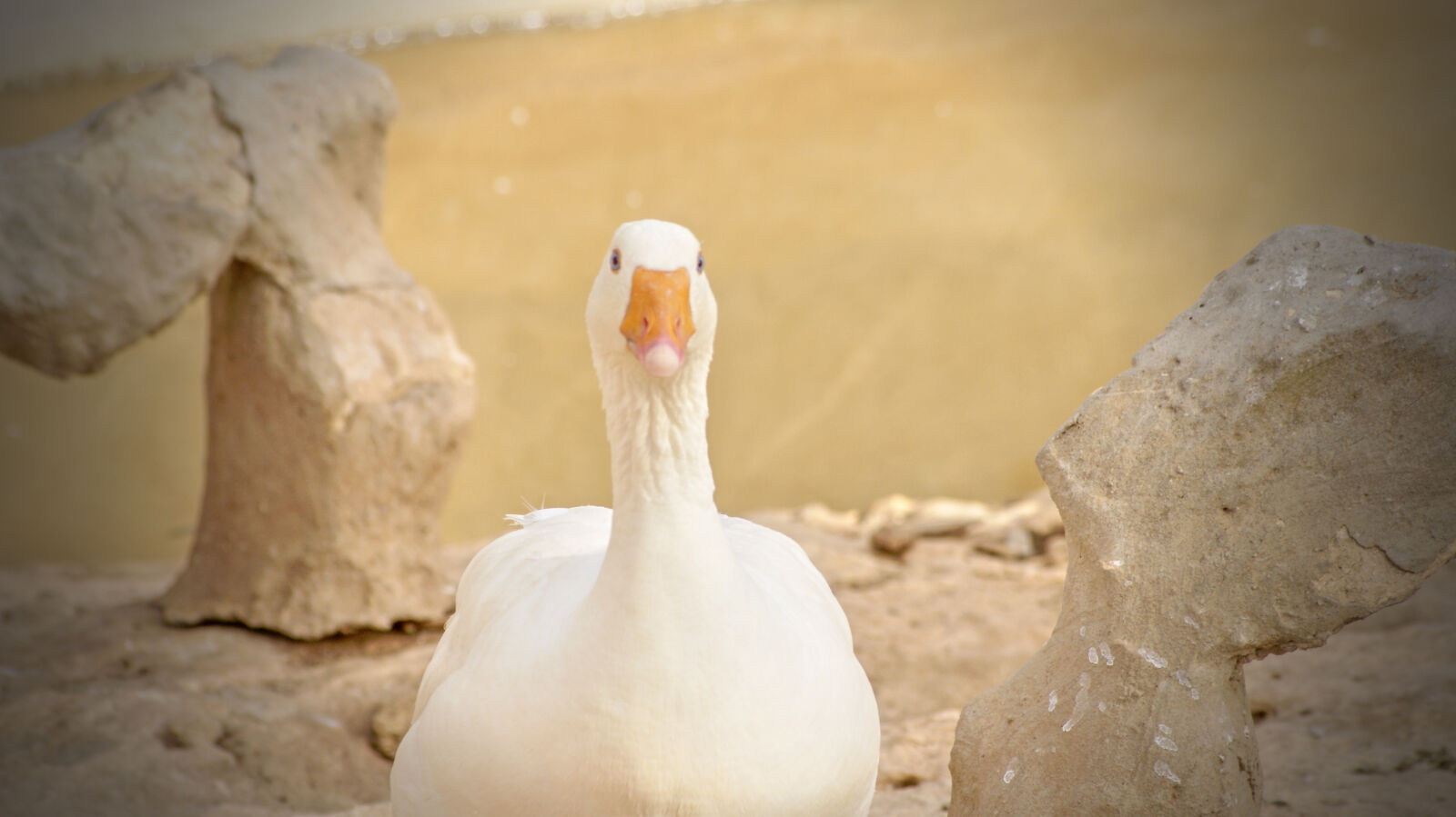 Sony Alpha DSLR-A230 sample photo. Animal, duck, orange, white photography