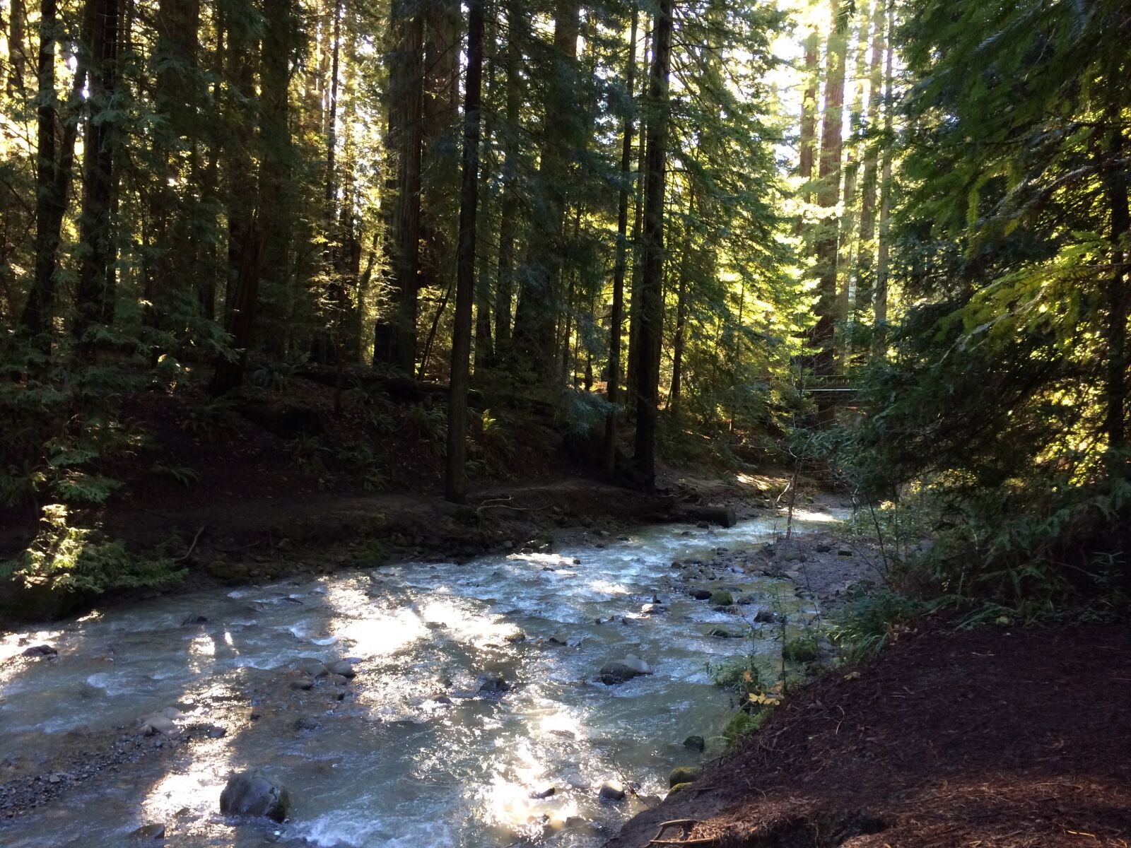 iPhone 5s back camera 4.15mm f/2.2 sample photo. River, redwood, oregon photography
