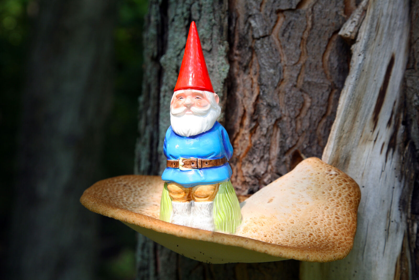 Canon EOS 5D sample photo. Gnome, mushroom photography