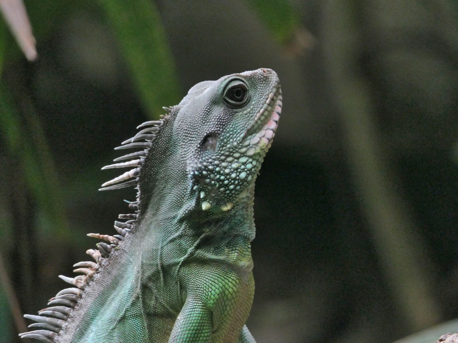 Panasonic Lumix DMC-FZ2500 (Lumix DMC-FZ2000) sample photo. Lizard, jungle, reptile photography