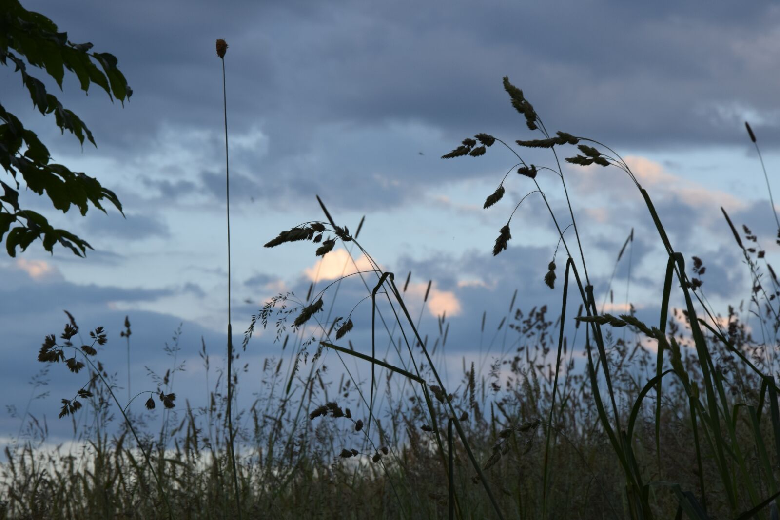 Nikon D5300 sample photo. Grass, nature, green photography