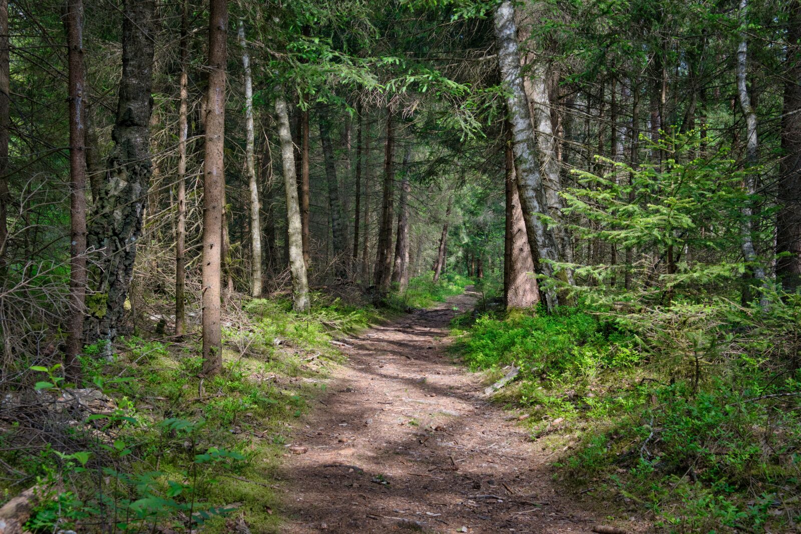 Nikon D7500 sample photo. Away, path, forest photography