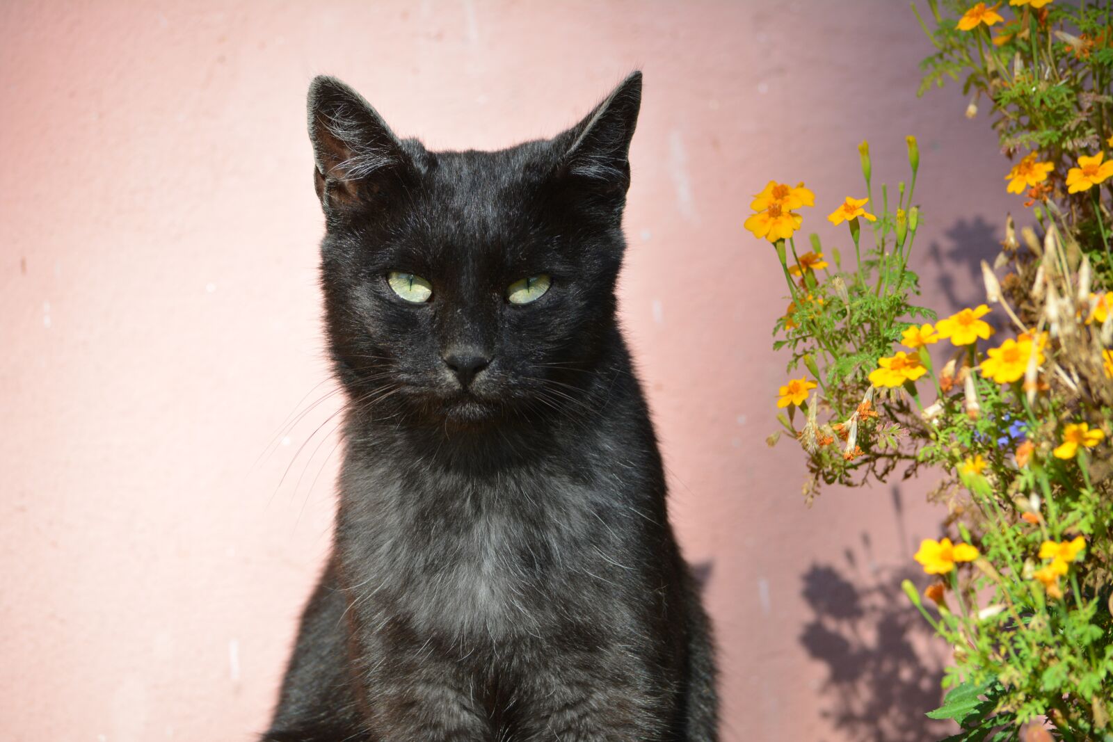 Nikon D5200 sample photo. Cat, nature, animal photography
