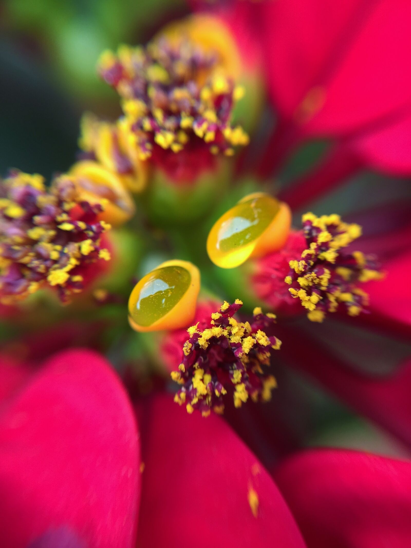 Apple iPhone 6 sample photo. Pistil, flower, good night photography