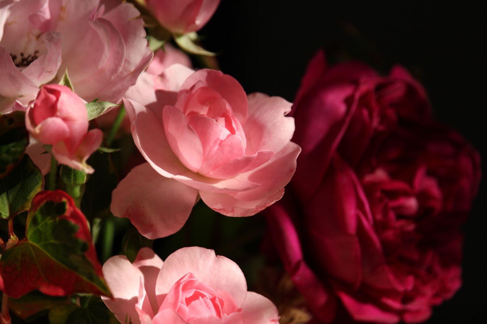 Canon EF-S 55-250mm F4-5.6 IS STM sample photo. Roses, bush roses, nature photography