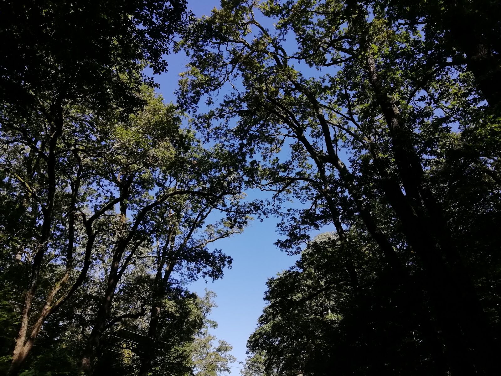 HUAWEI FIG-LX1 sample photo. Sky, trees, summer photography