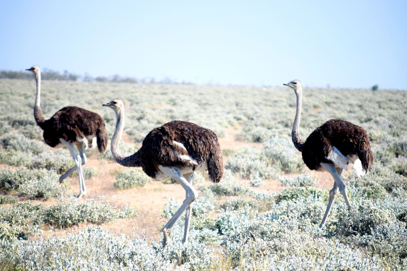 Nikon D5300 sample photo. Ostrich, birds, animal photography