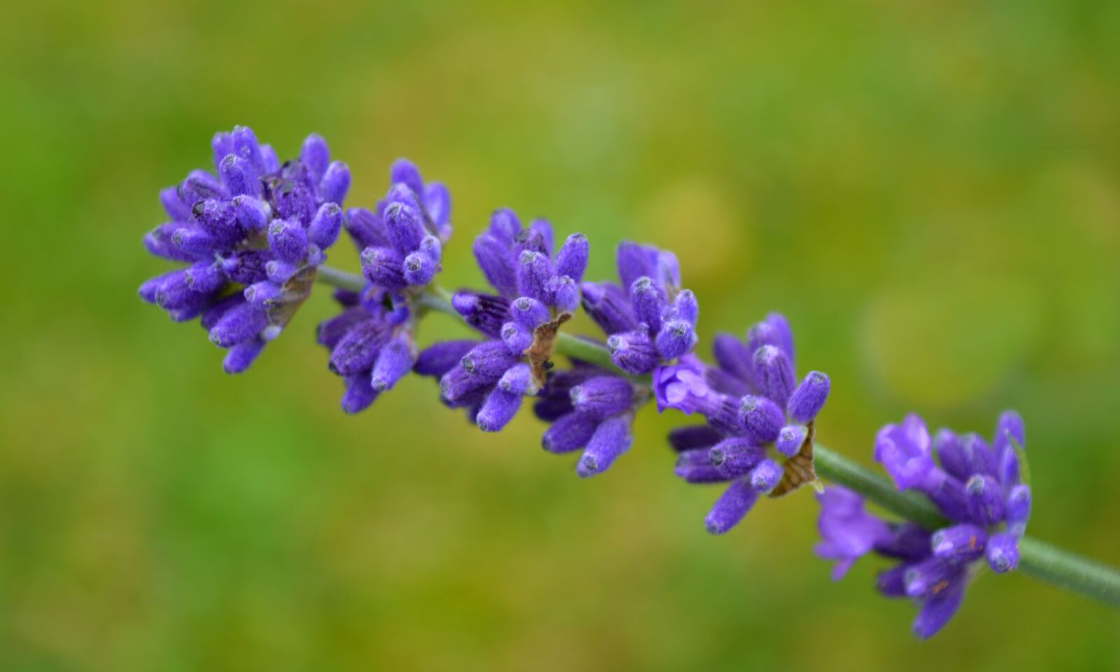 Nikon D3200 sample photo. Lavender, blossom, bloom photography