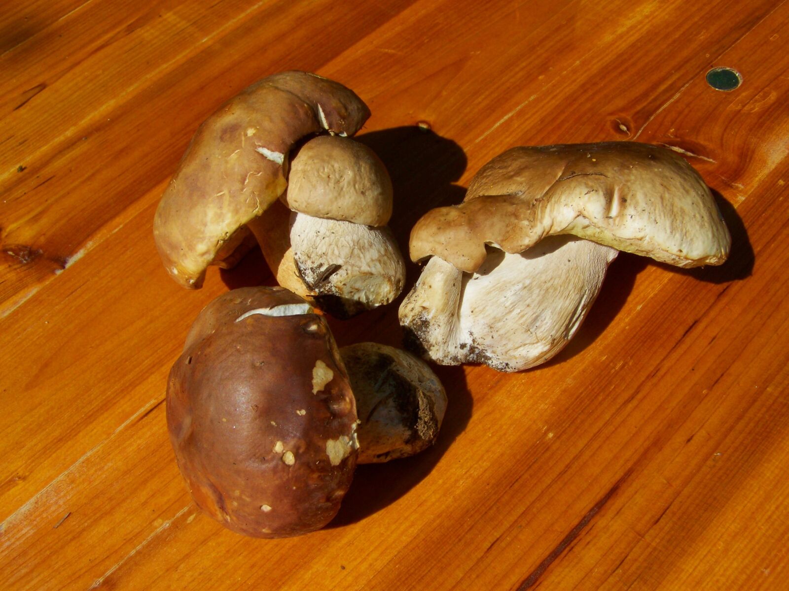 Kodak EASYSHARE ZD710 ZOOM DIGITAL CAMERA sample photo. Mushroom, brown, edible photography