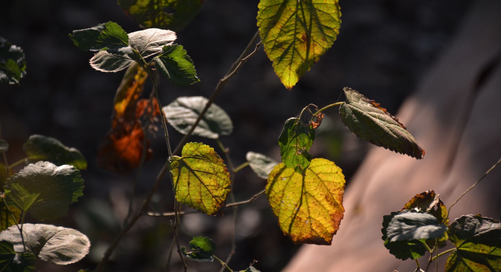 Nikon D7100 sample photo. Leaf, light and shadow photography