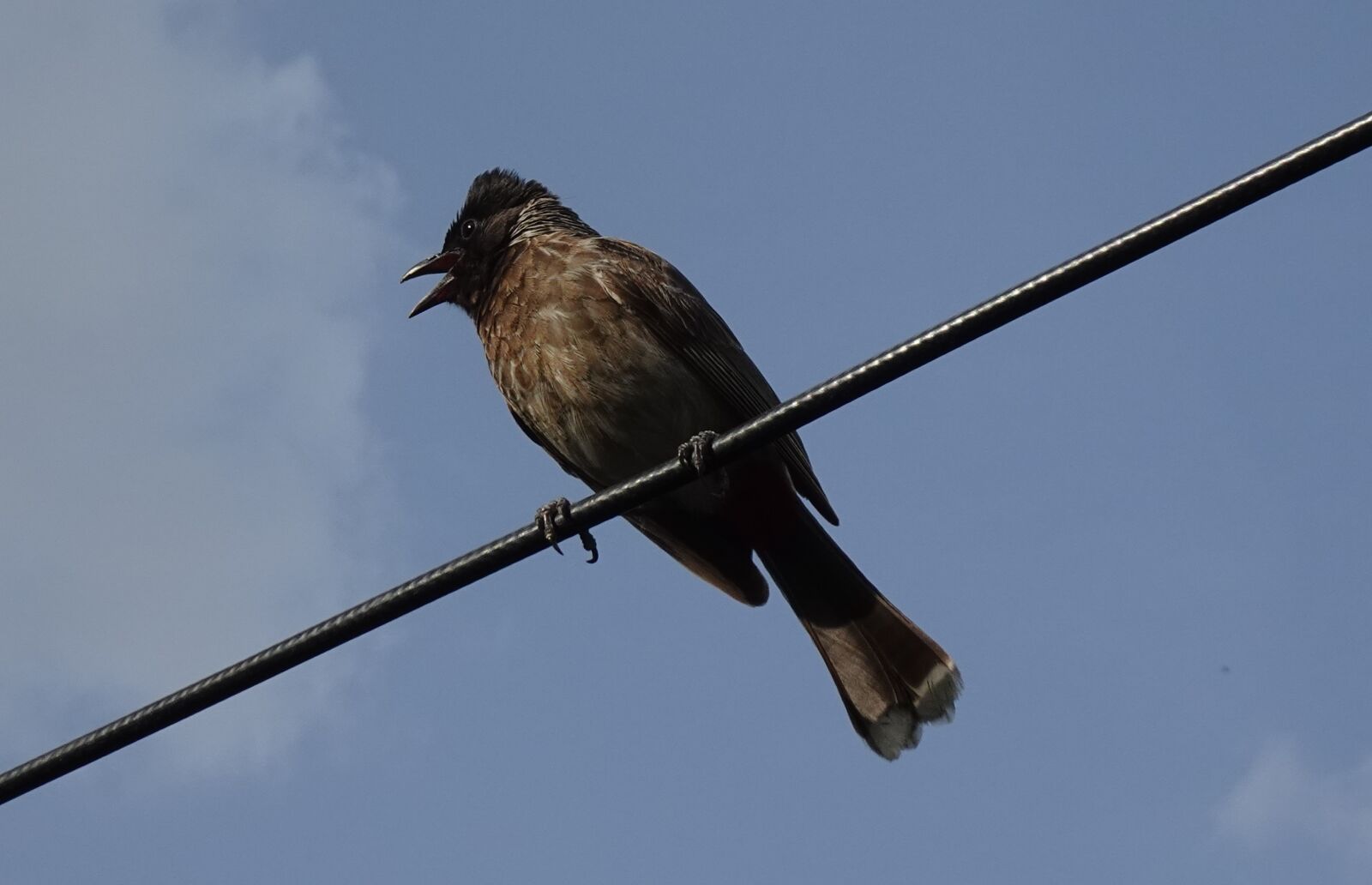 Sony DSC-WX800 sample photo. Bird, red-vented, pycnonotus cafer photography