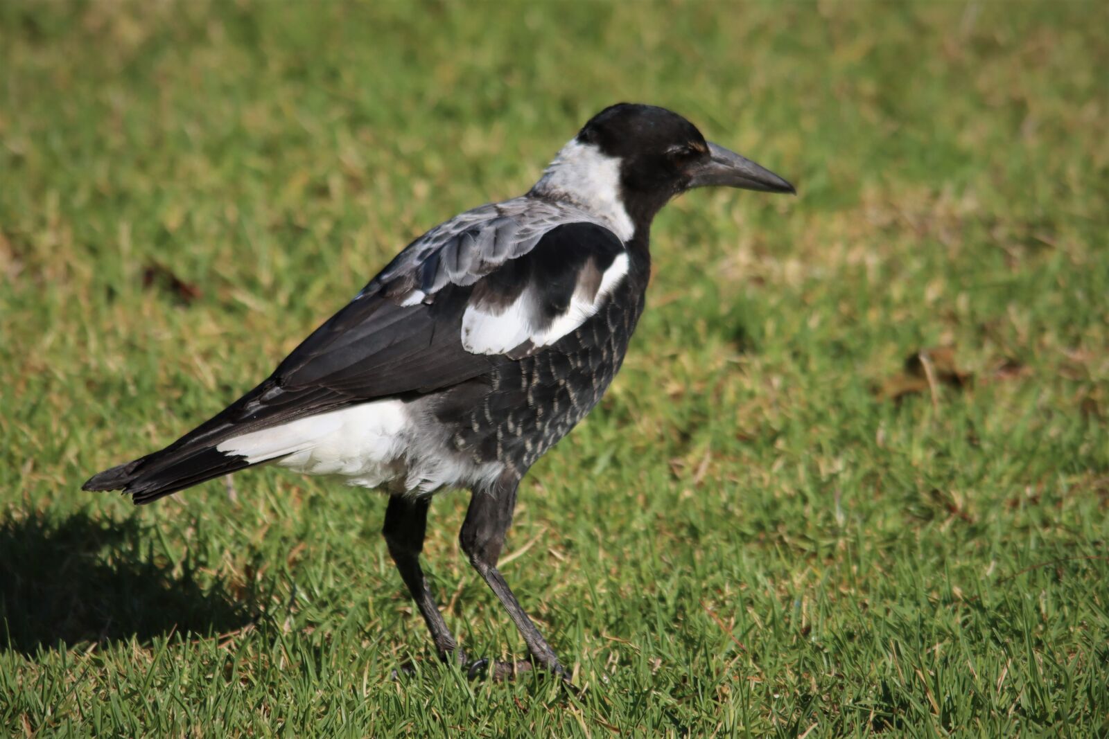 Canon EOS 90D sample photo. Magpie, noisy, crow photography
