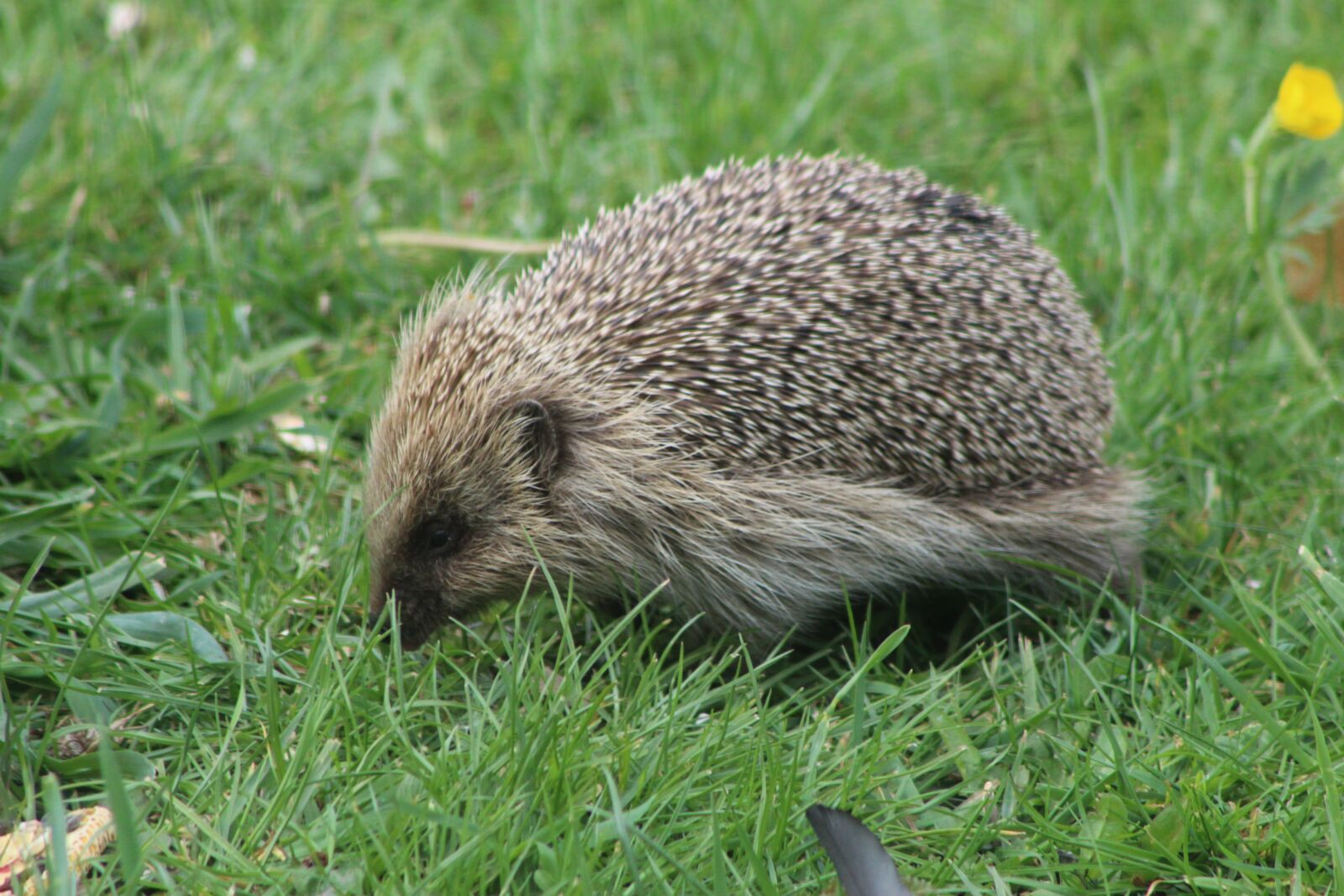 Canon EF75-300mm f/4-5.6 sample photo. Hedgehog, cute, prickly photography