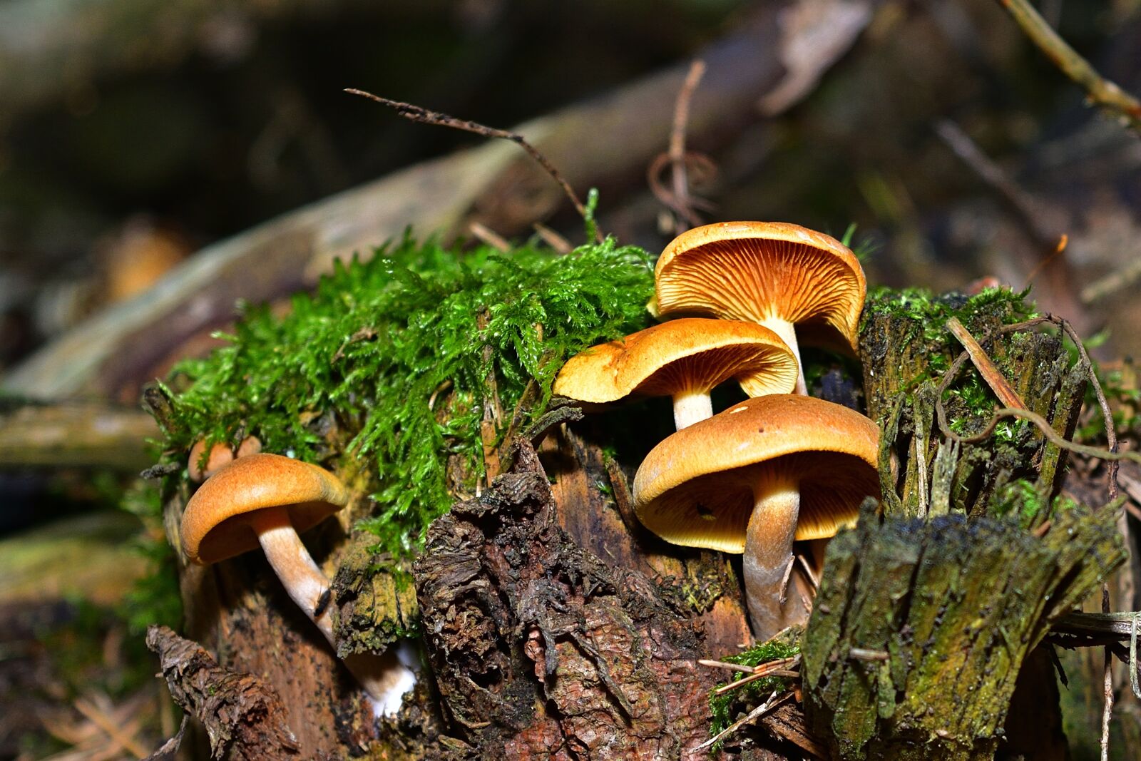 Nikon D5200 sample photo. Nature, forest, mushrooms photography