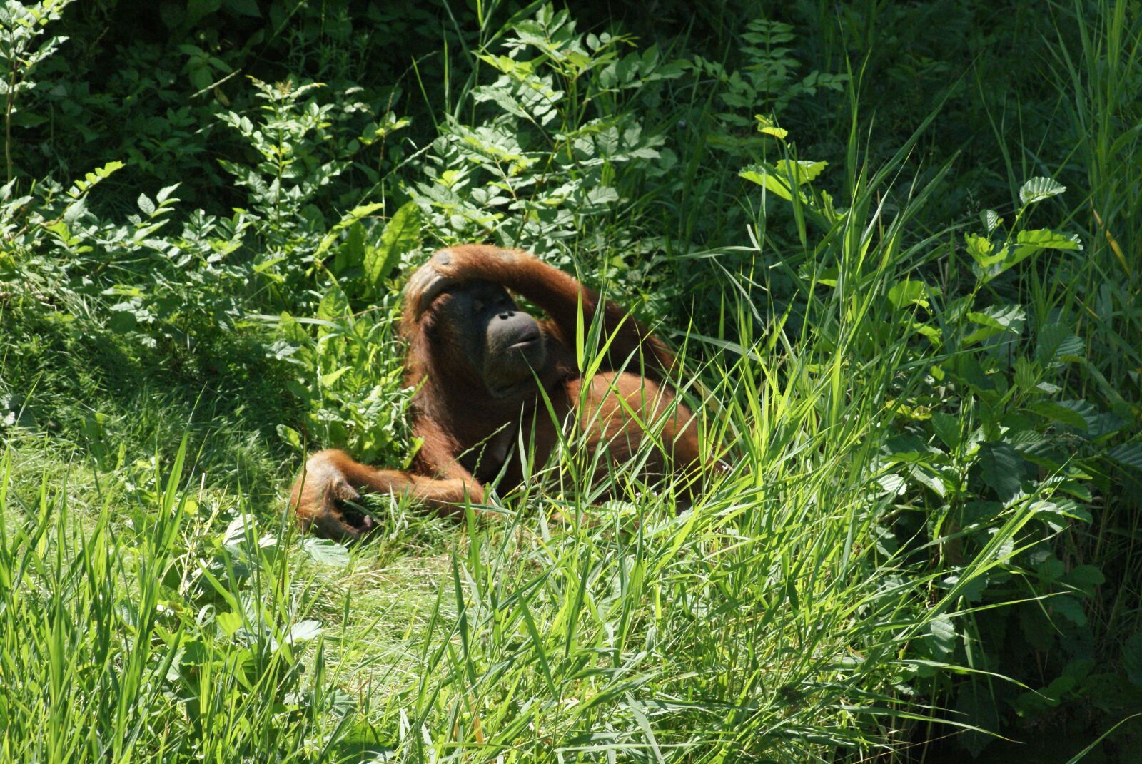 Sony Alpha DSLR-A200 sample photo. Orang-utan, zoo, nature photography