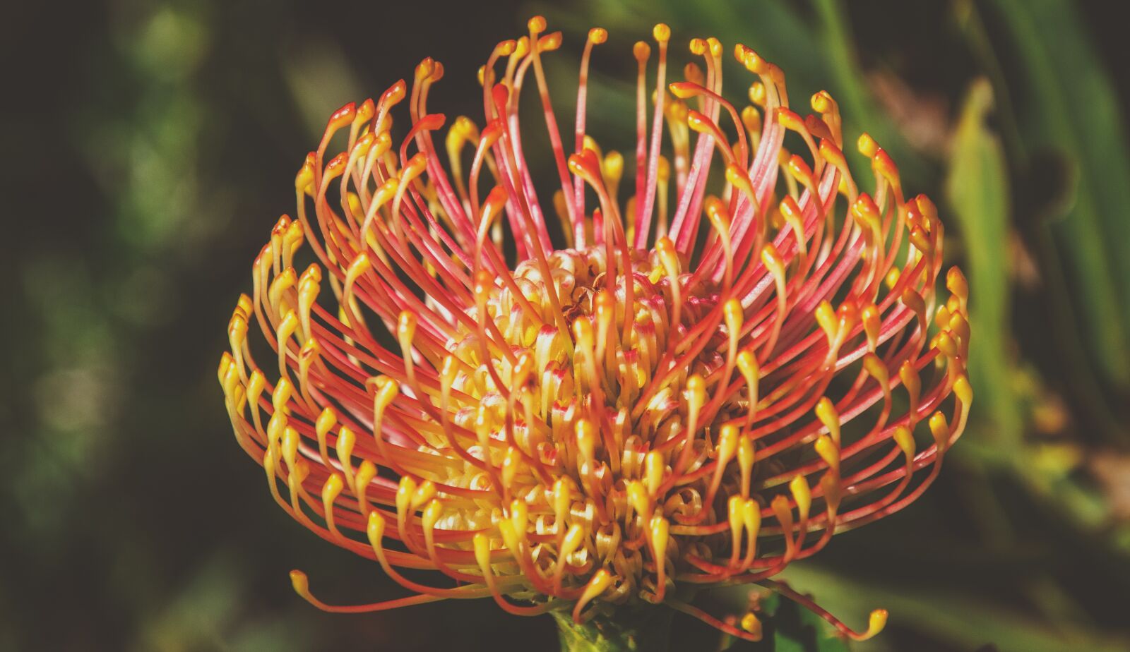 Nikon D7000 sample photo. Protea, pink, flower photography
