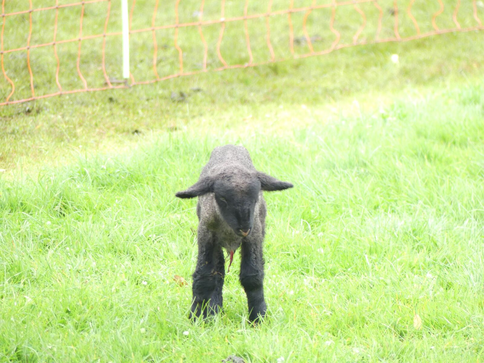Panasonic Lumix DMC-FZ300 sample photo. Sheep, young animal, lamb photography