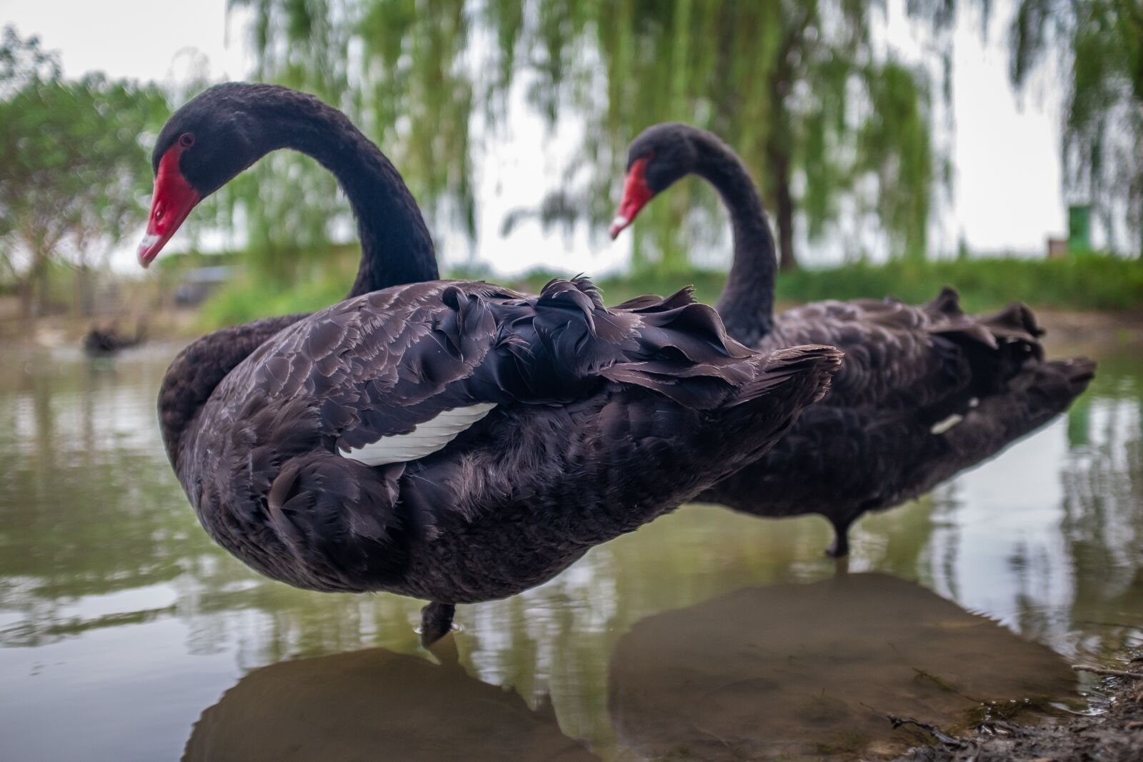 Fujifilm X100T sample photo. Black, swan, bird photography