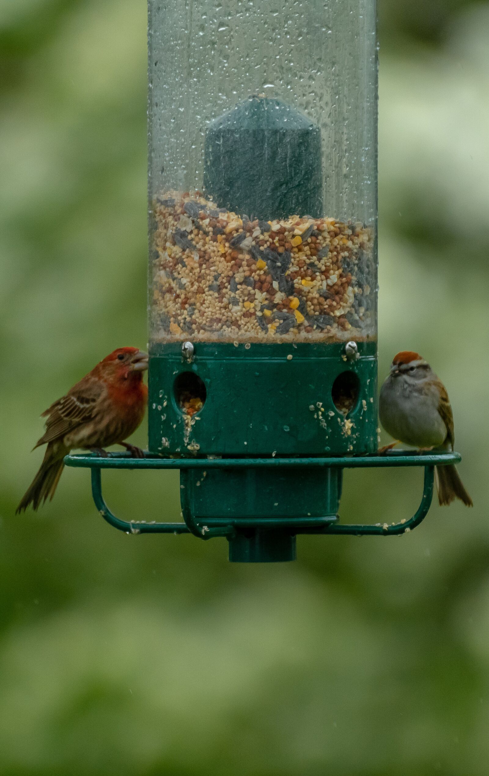 Nikon D500 sample photo. Birds, bird feeder, feeder photography