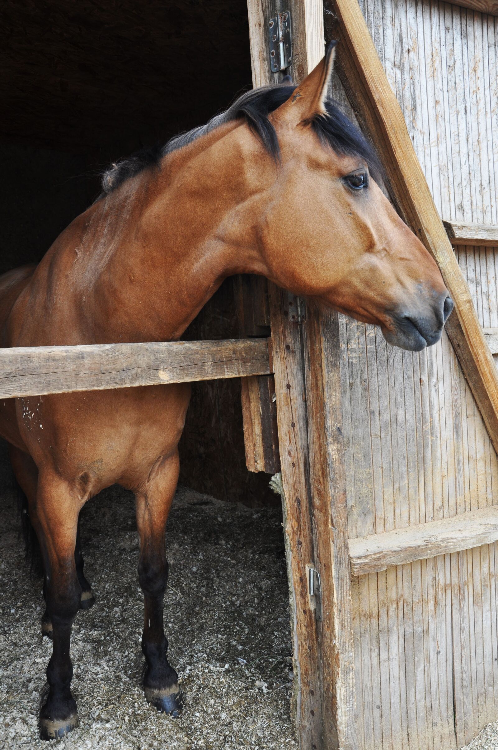 Nikon D5000 sample photo. Horses, animal, nature photography
