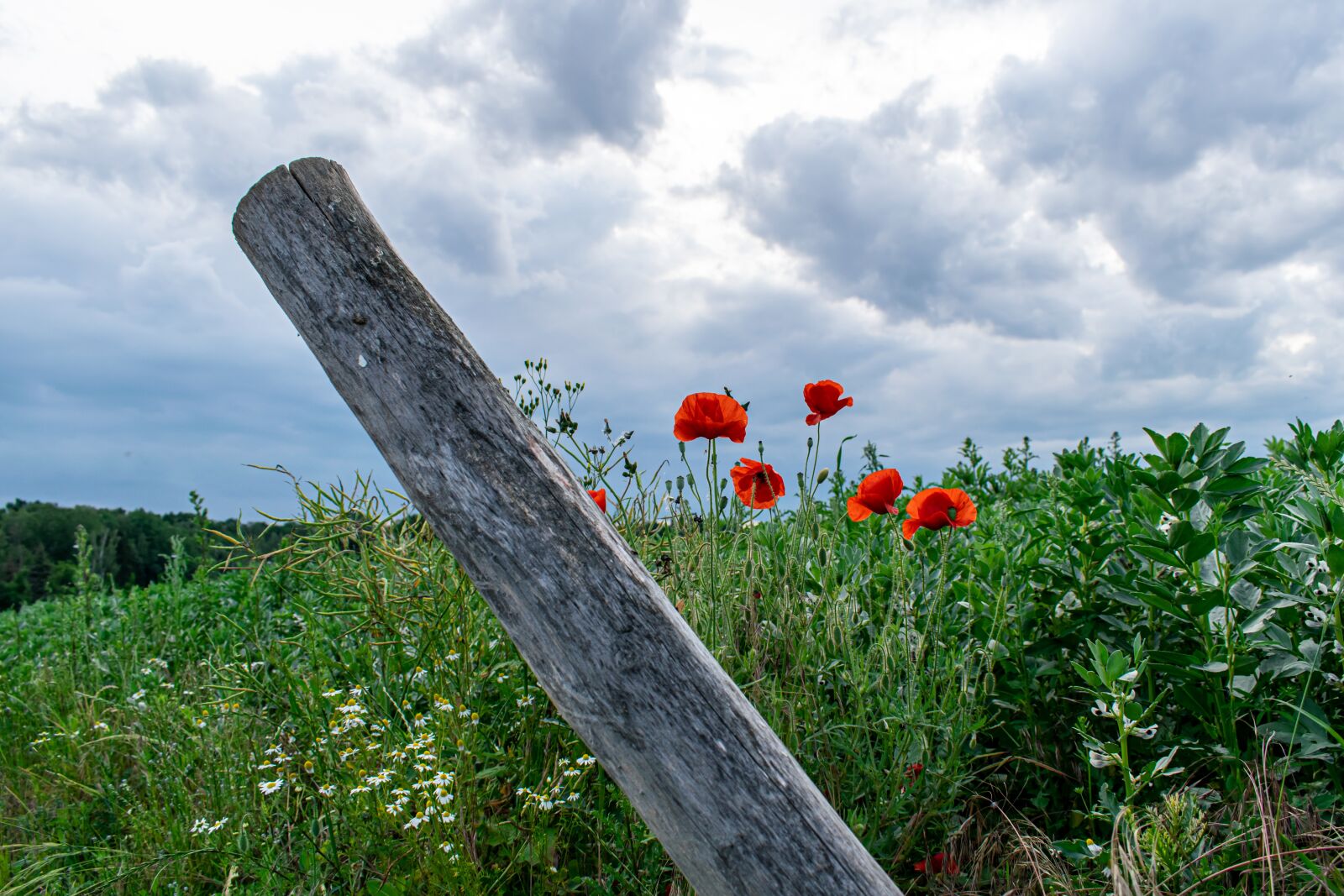 Nikon D5300 sample photo. Poppy, field, edge of photography
