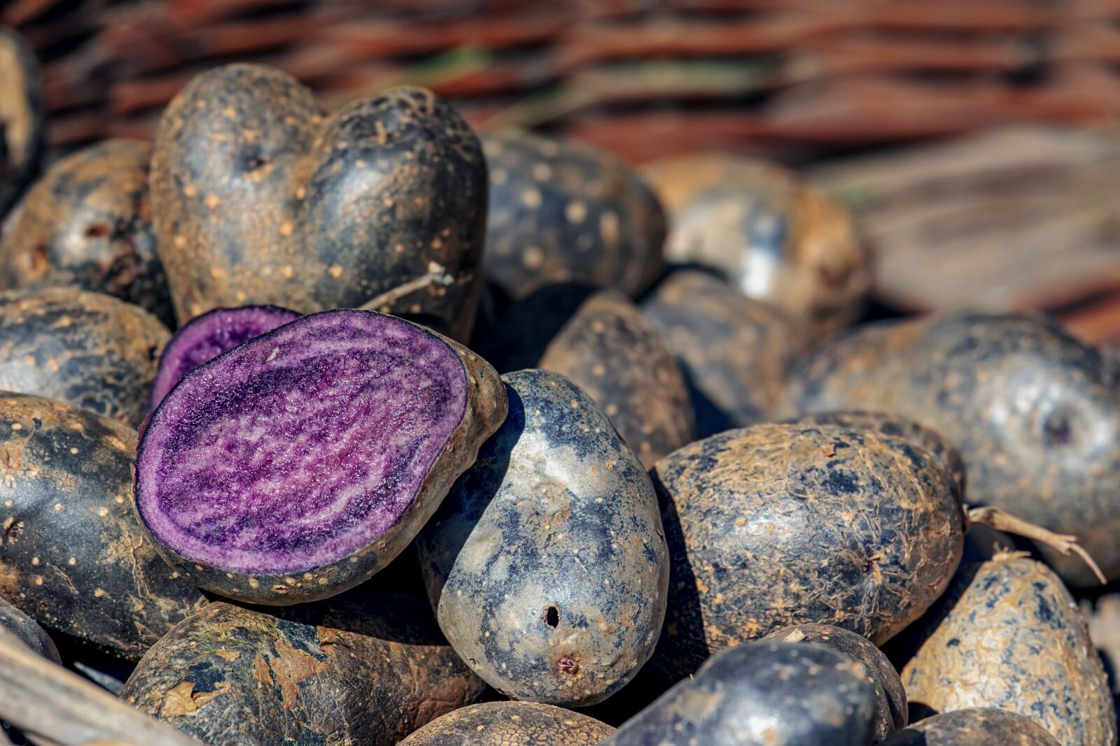 Fujifilm XF 55-200mm F3.5-4.8 R LM OIS sample photo. Potatoes, vitelotte, delicacy photography