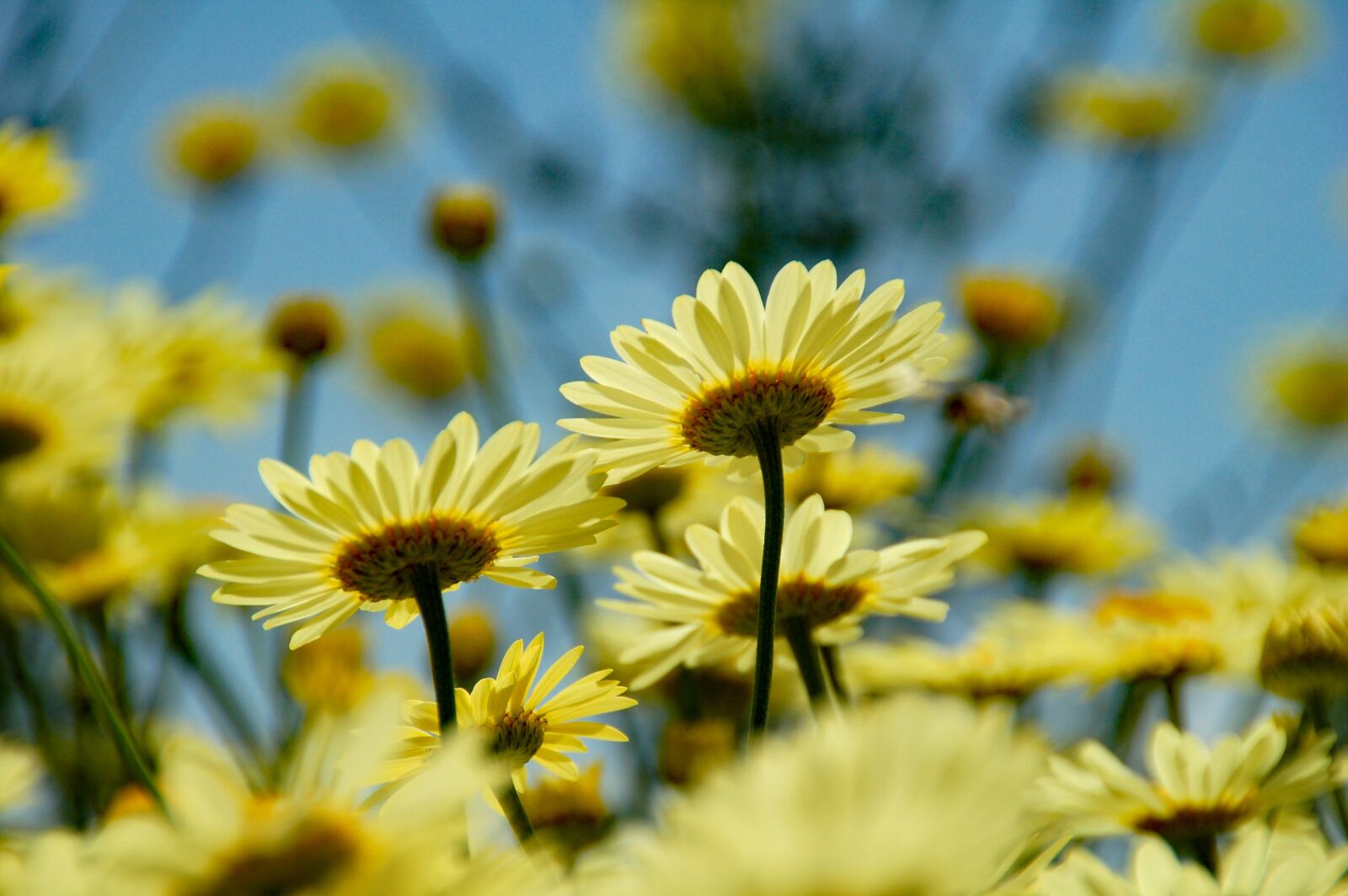 Nikon D50 sample photo. Margriet, yellow, flower photography