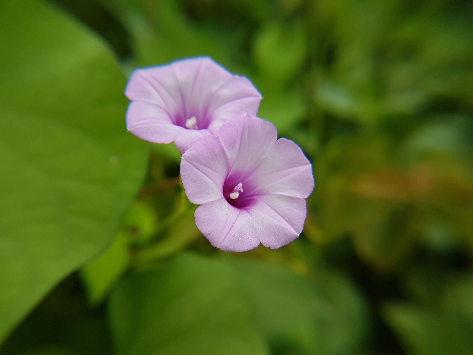 Samsung Galaxy S7 Edge sample photo. Violet, flower, wildflowers photography