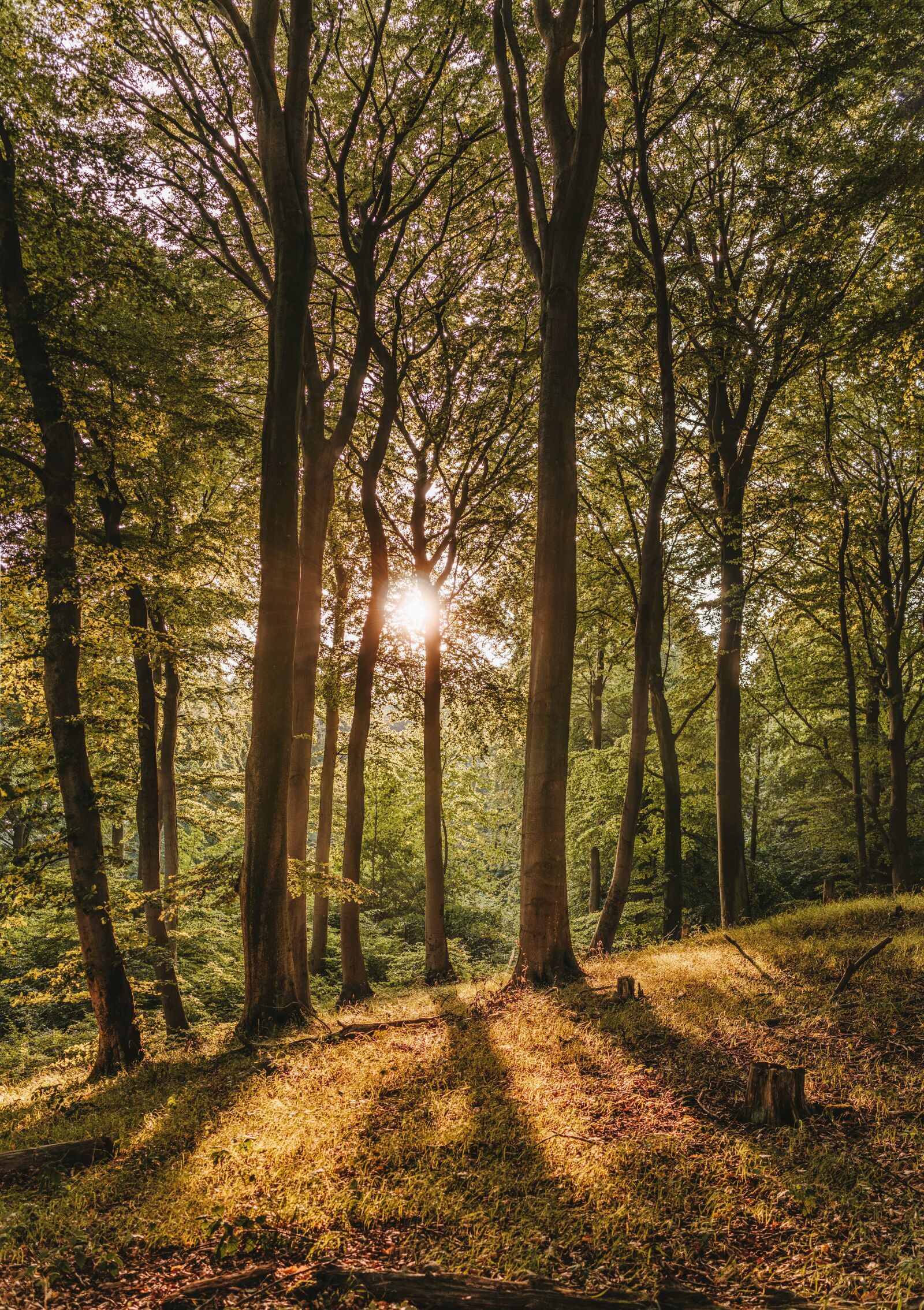 Sony a6300 sample photo. Beech wood, sunset, forest photography