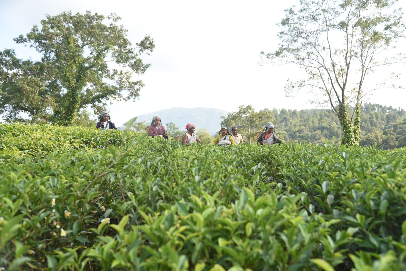 Nikon D750 sample photo. People, plucking, tea photography