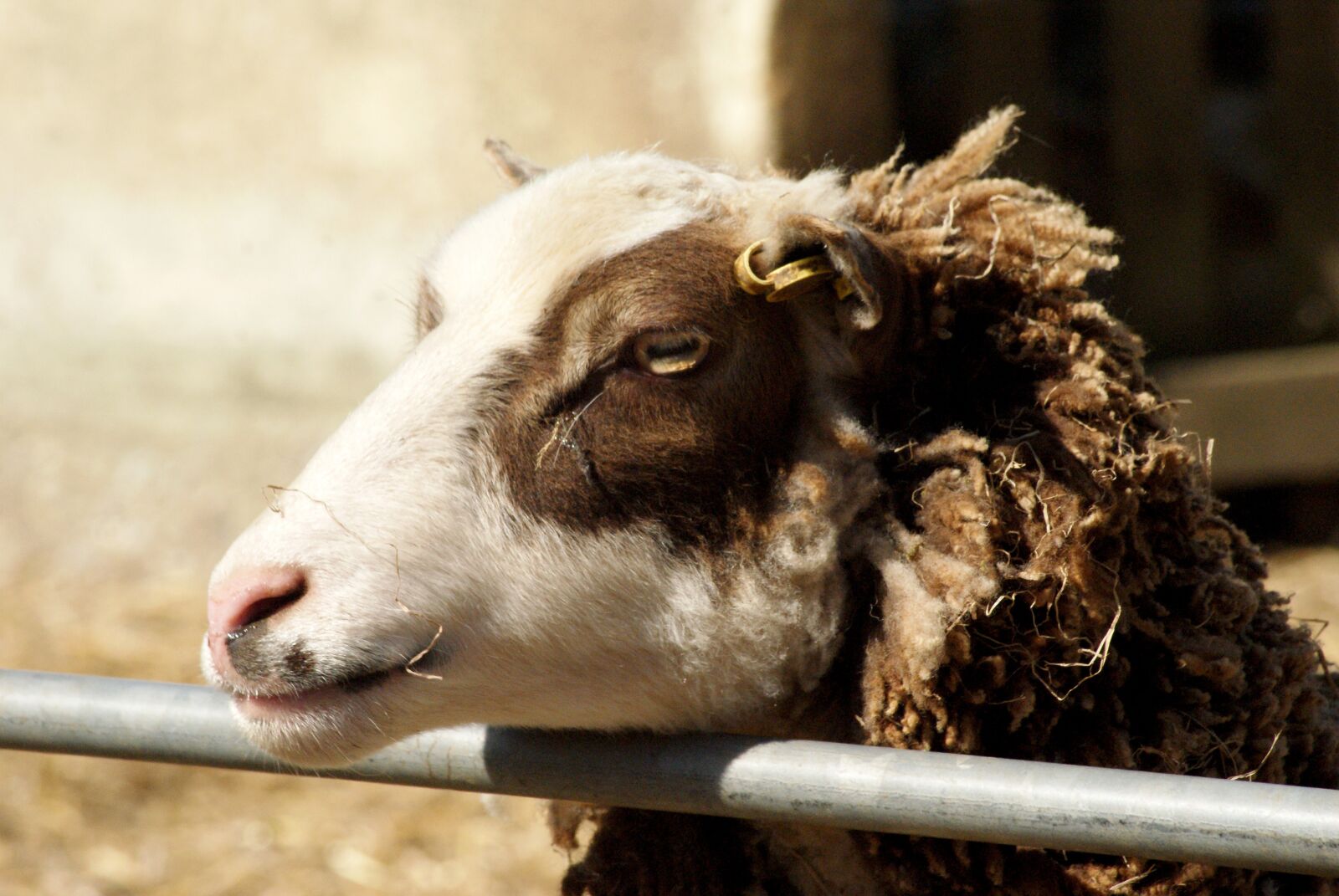 Sony Alpha DSLR-A300 sample photo. Animal, farm, nature photography