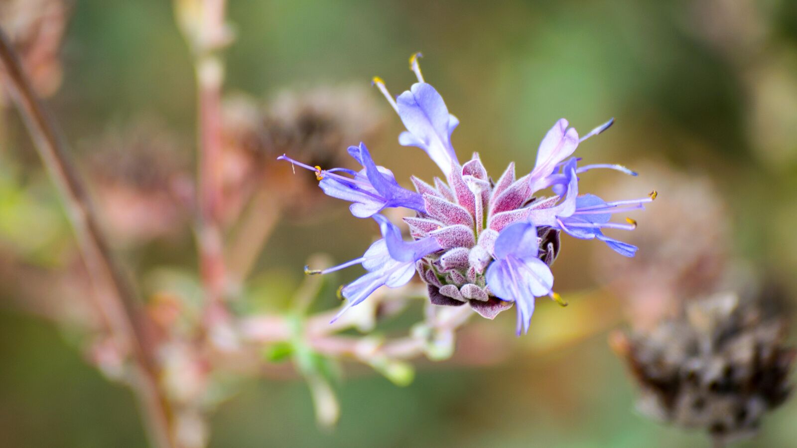 Nikon D3300 sample photo. Plant, nature, natural photography