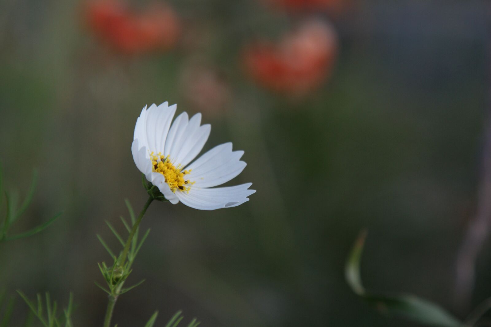 Canon EOS 7D + Canon EF 24-105mm F4L IS USM sample photo. Natural, landscape, flowers photography