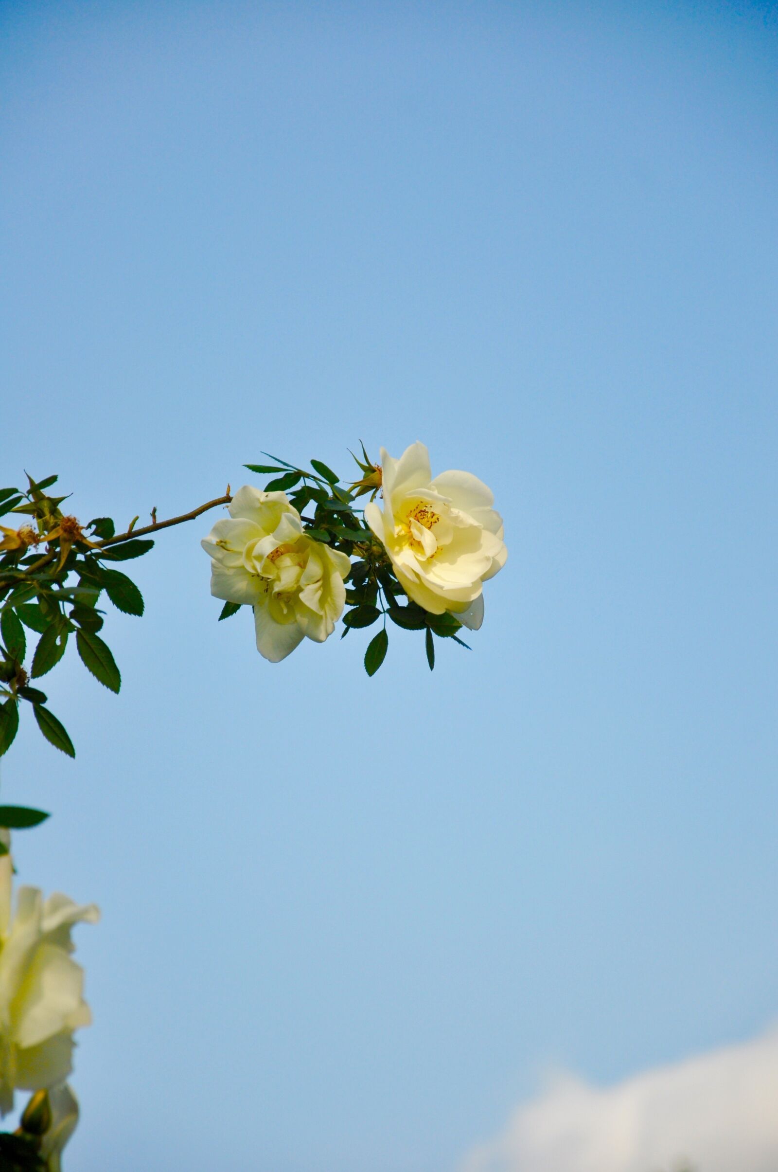 Nikon D90 sample photo