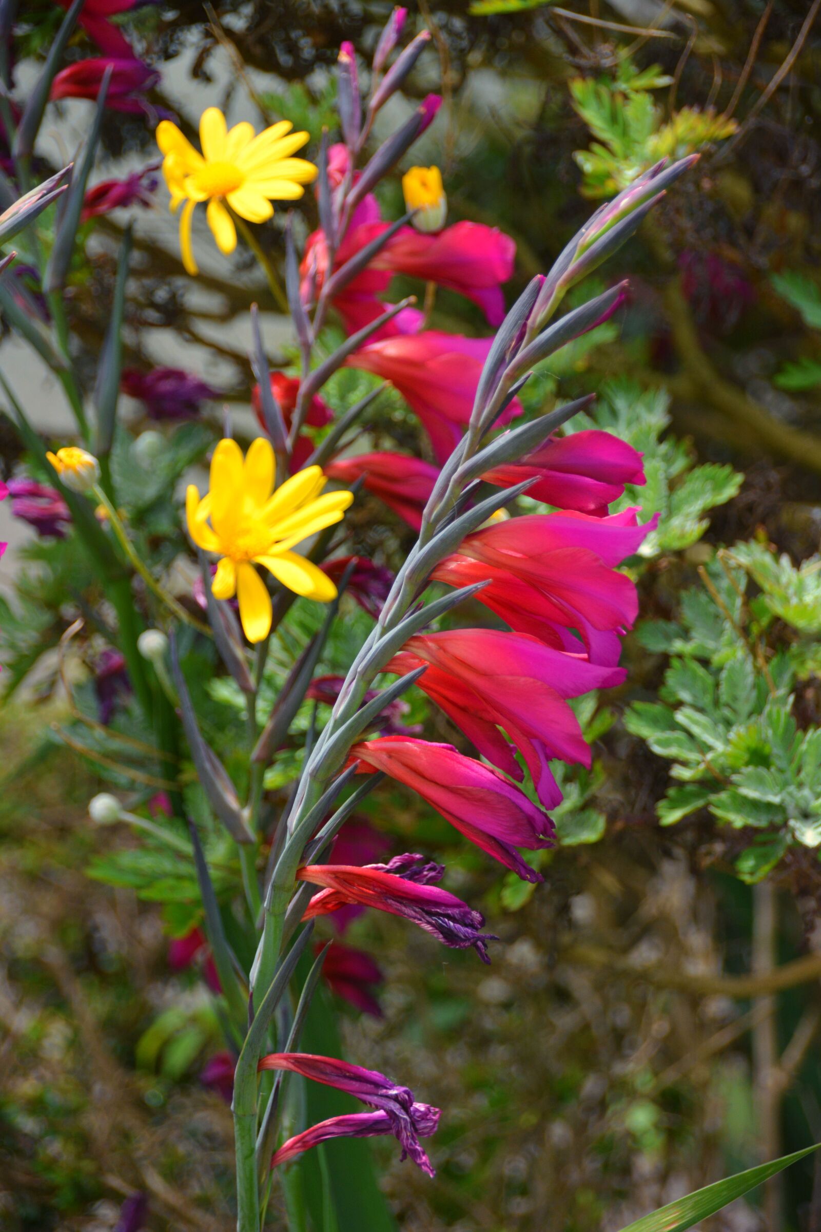 Nikon D5200 sample photo. Botanique, ete, fleurs, flore photography