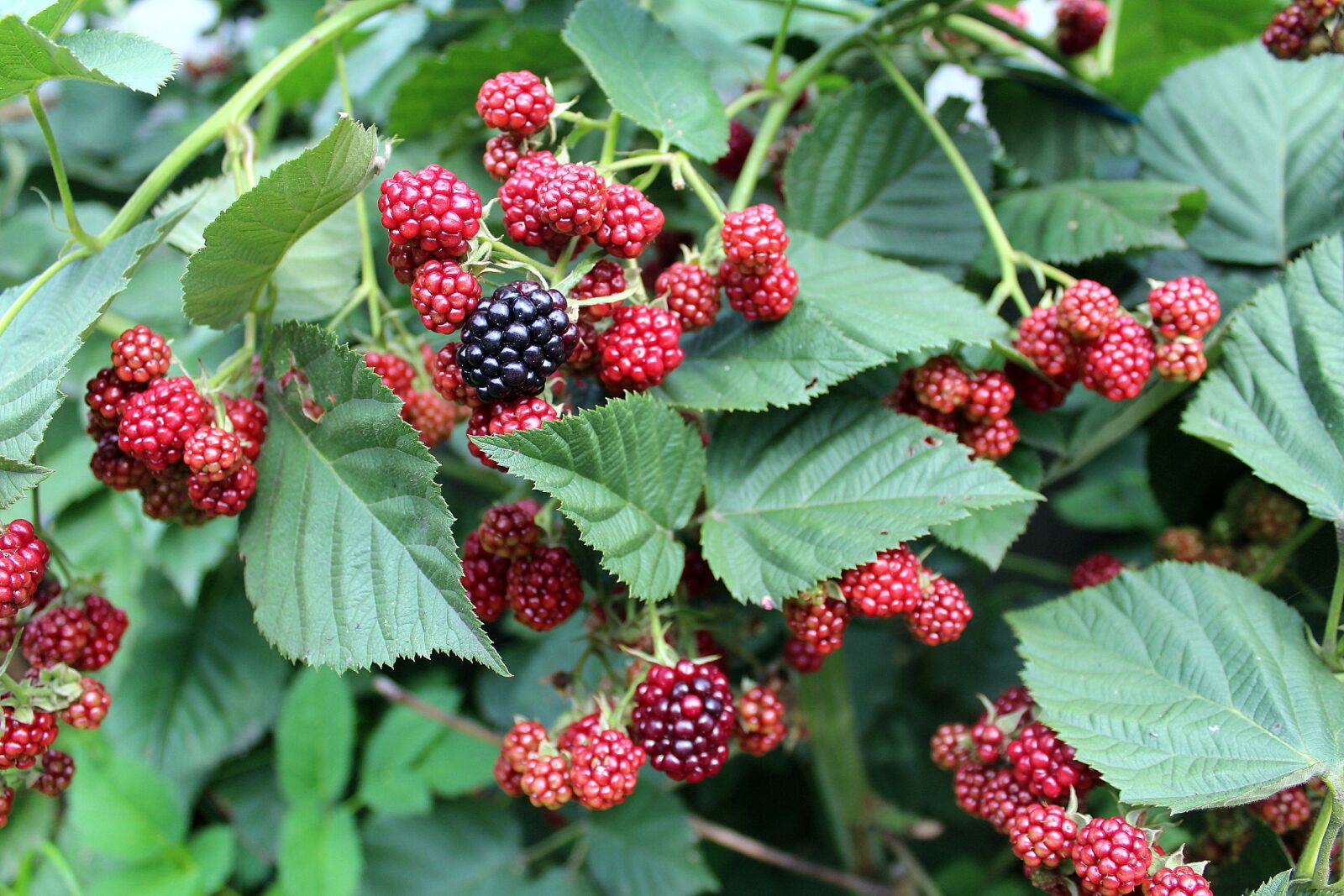 Canon EOS 1200D (EOS Rebel T5 / EOS Kiss X70 / EOS Hi) sample photo. Blackberries, fruit, bush photography