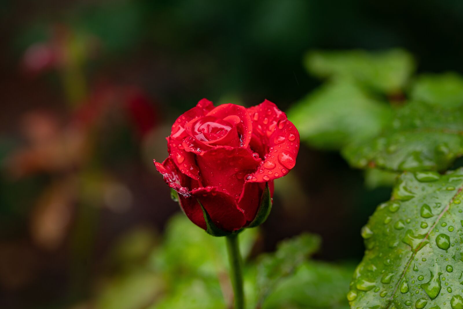 105mm F2.8 sample photo. Rose, red, rain photography