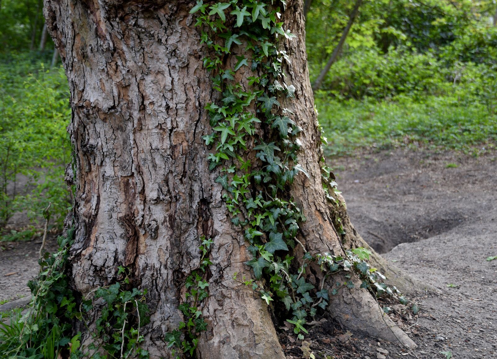 Nikon D7500 sample photo. Tree, tribe, nature photography