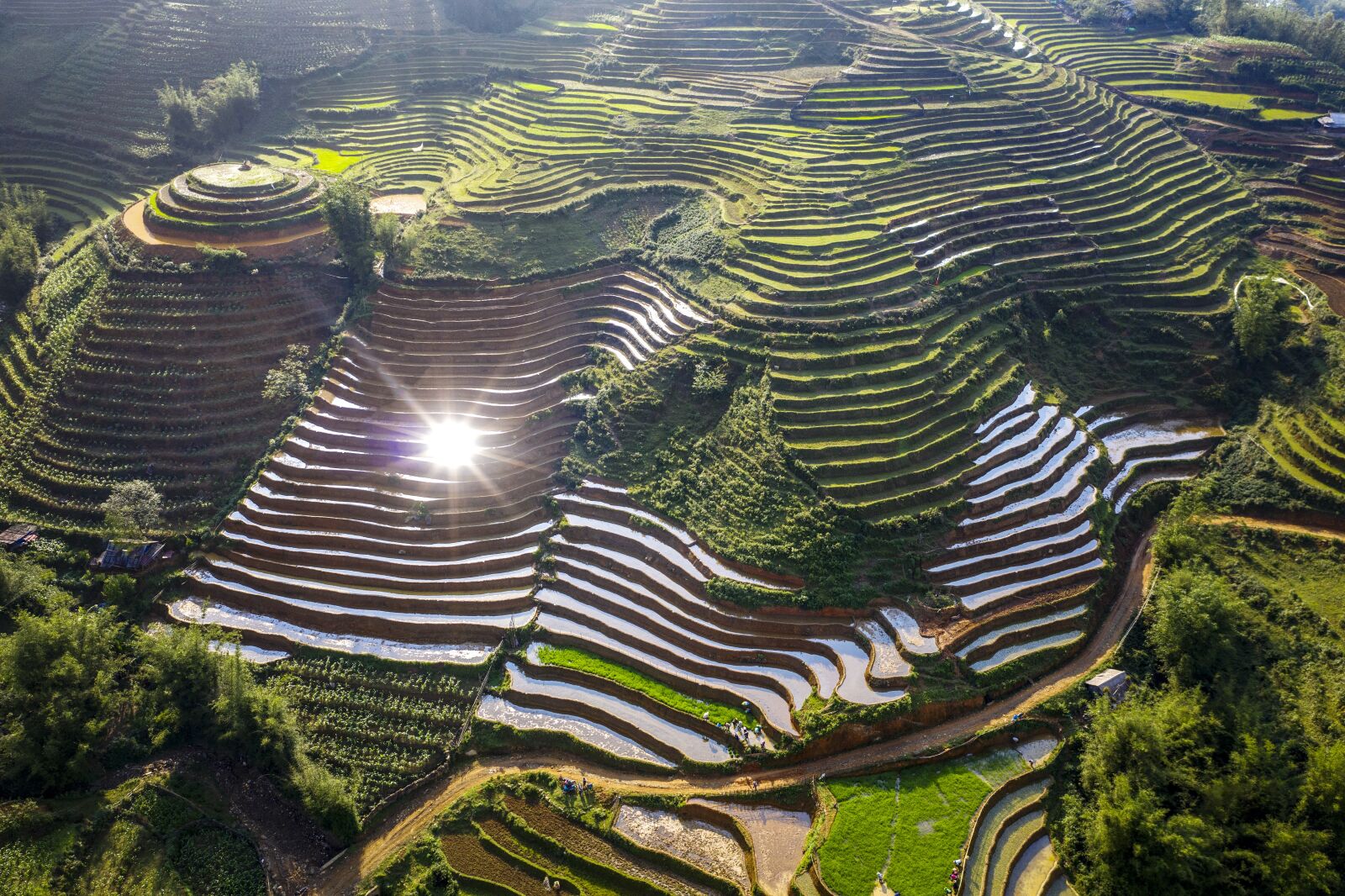 Hasselblad L1D-20c sample photo. Terraces, rice field, rice photography
