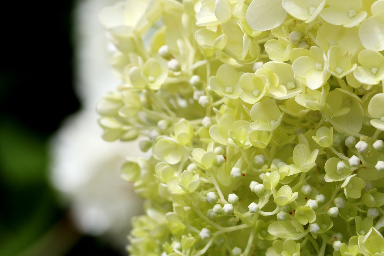 Canon EOS 7D Mark II sample photo. Hydrangea, plants, nature photography