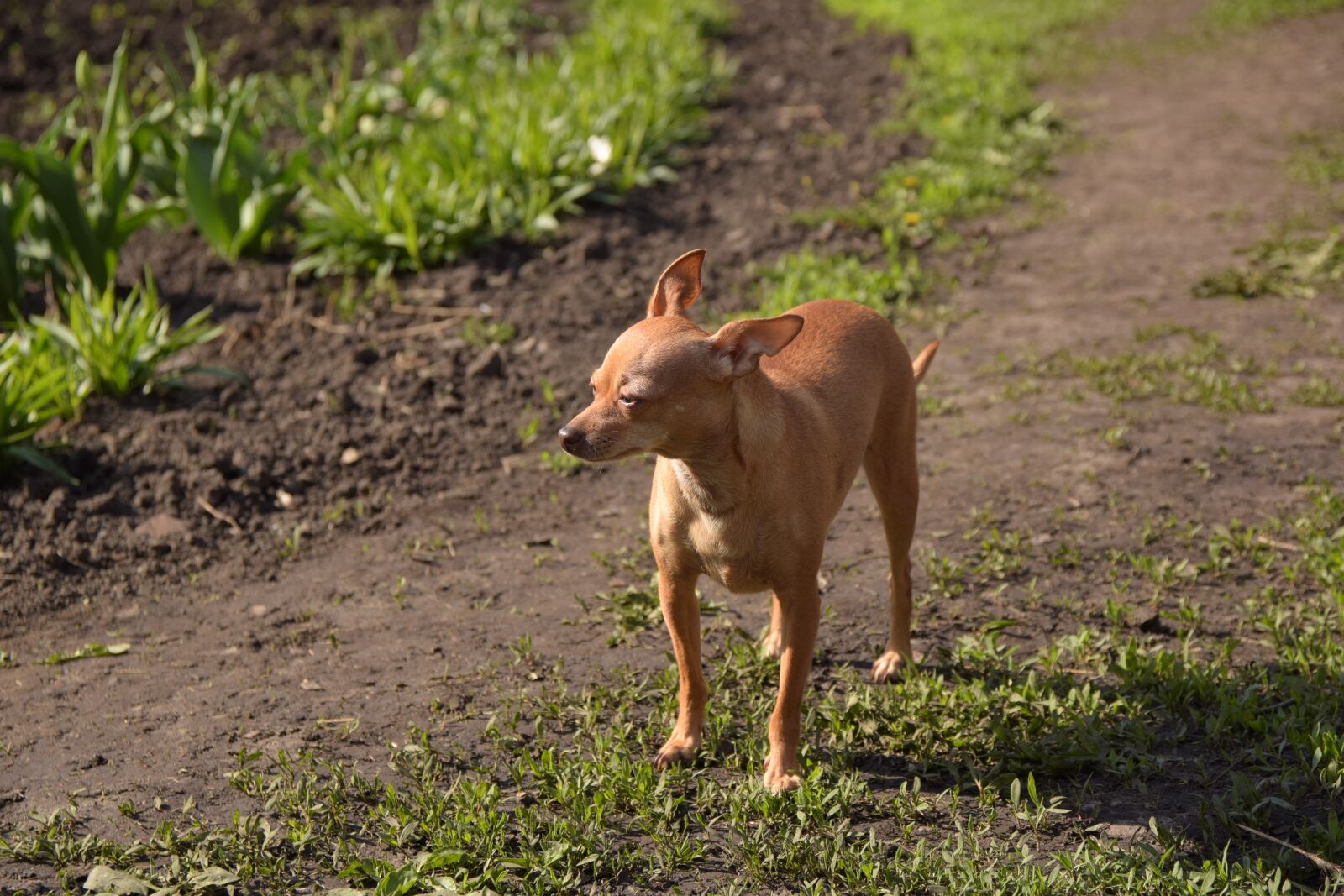 Nikon D5300 sample photo. Dog, toy terrier, small photography
