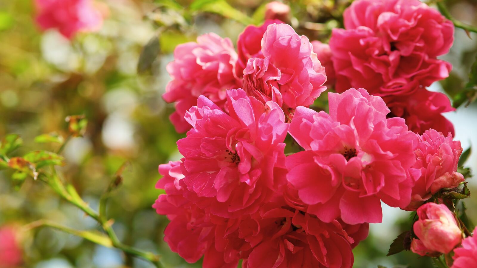 Canon EOS M50 (EOS Kiss M) sample photo. Wild rose, nature, garden photography