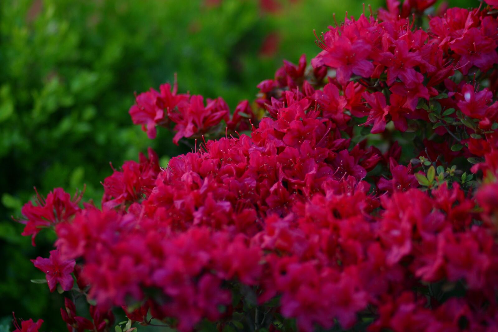 Canon EOS D60 sample photo. Azalea, flowers, plant photography
