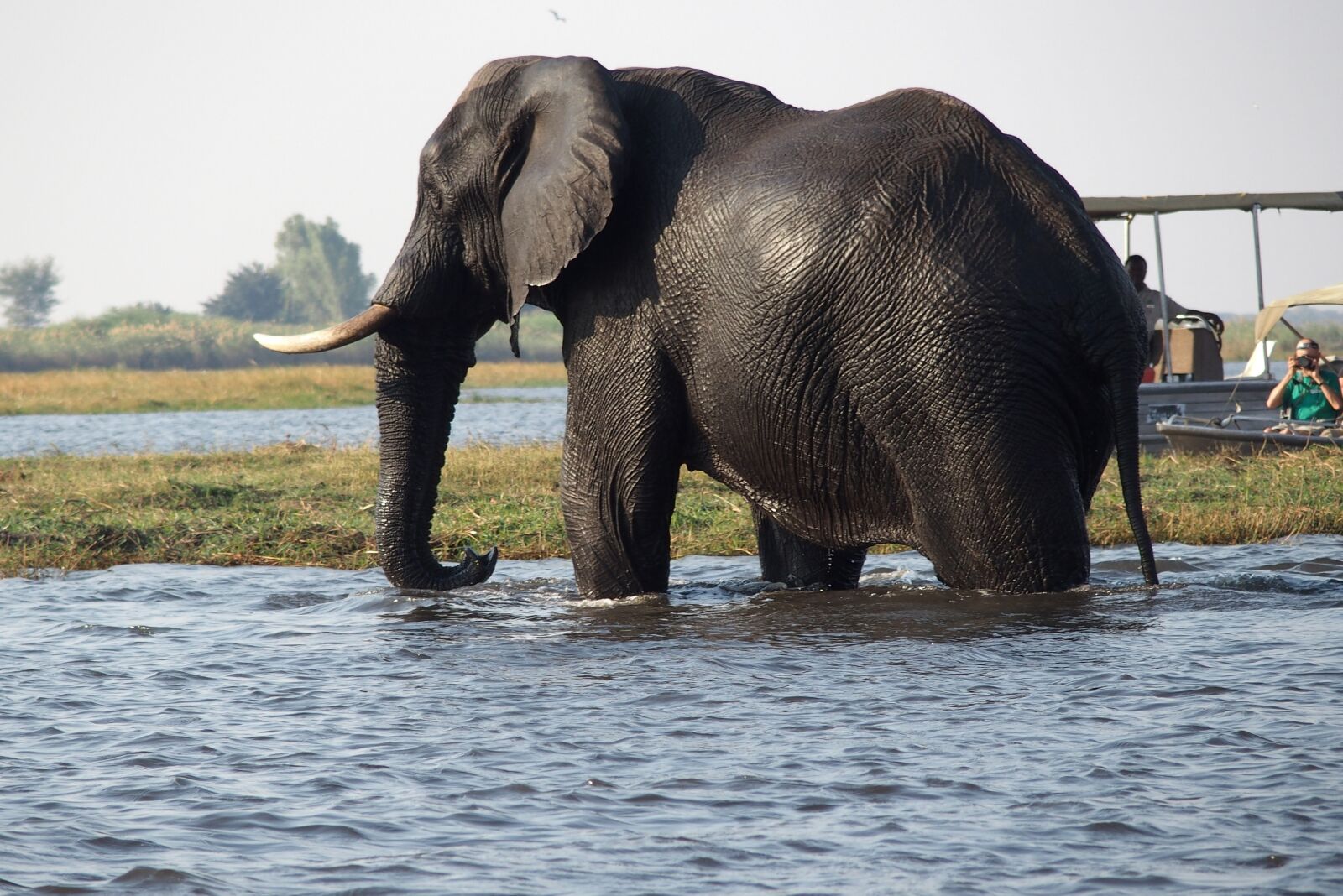 Olympus STYLUS1,1s sample photo. Elephant, botswana, chobe photography