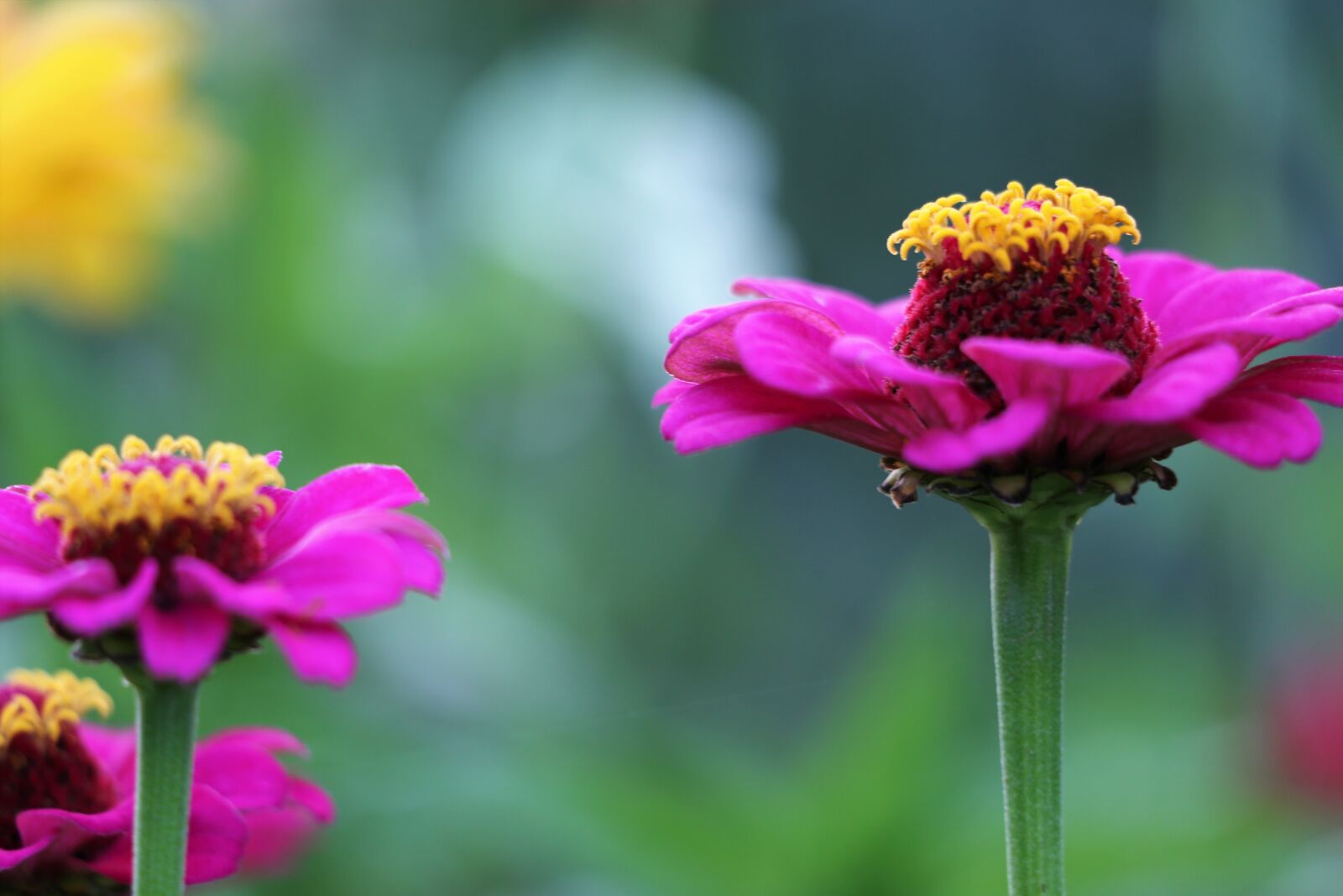Canon EF 70-300 F4-5.6 IS II USM sample photo. Purple zinnia, colorful, blooming photography