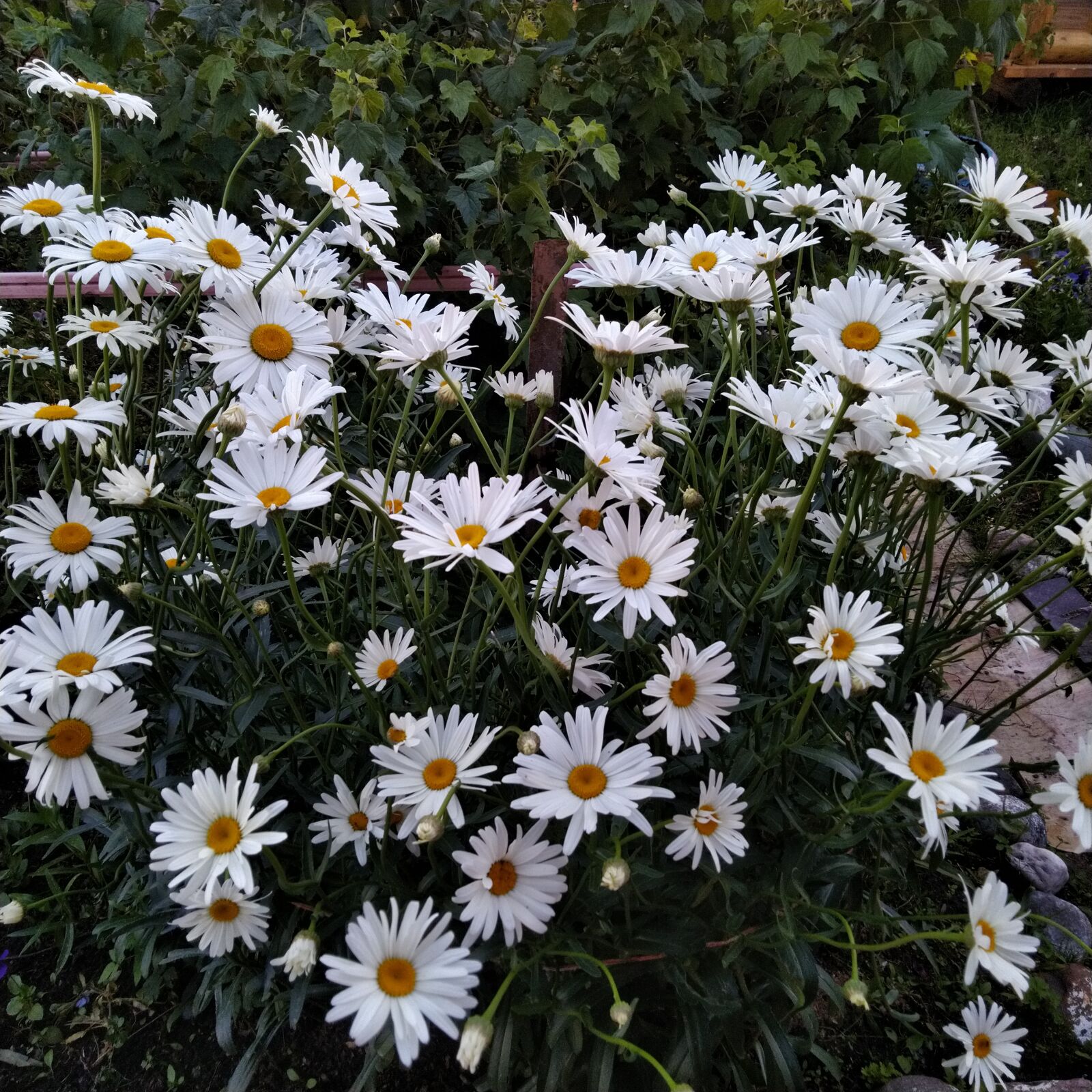 ASUS ZenFone 5 Lite (ZC600KL) sample photo. Daisy, chamomile, flowers photography