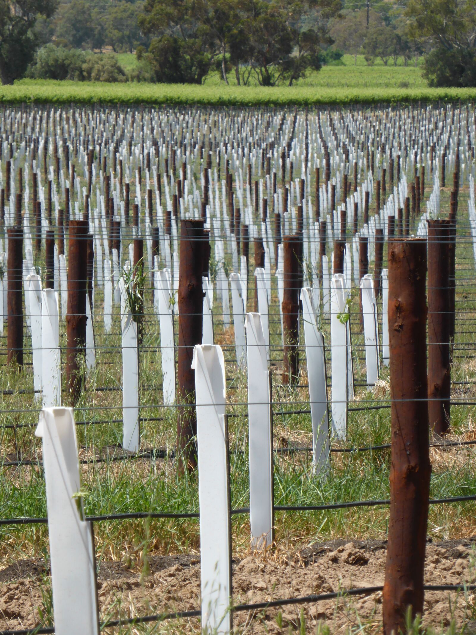 Panasonic DMC-TZ41 sample photo. Vines, winery, vineyard photography