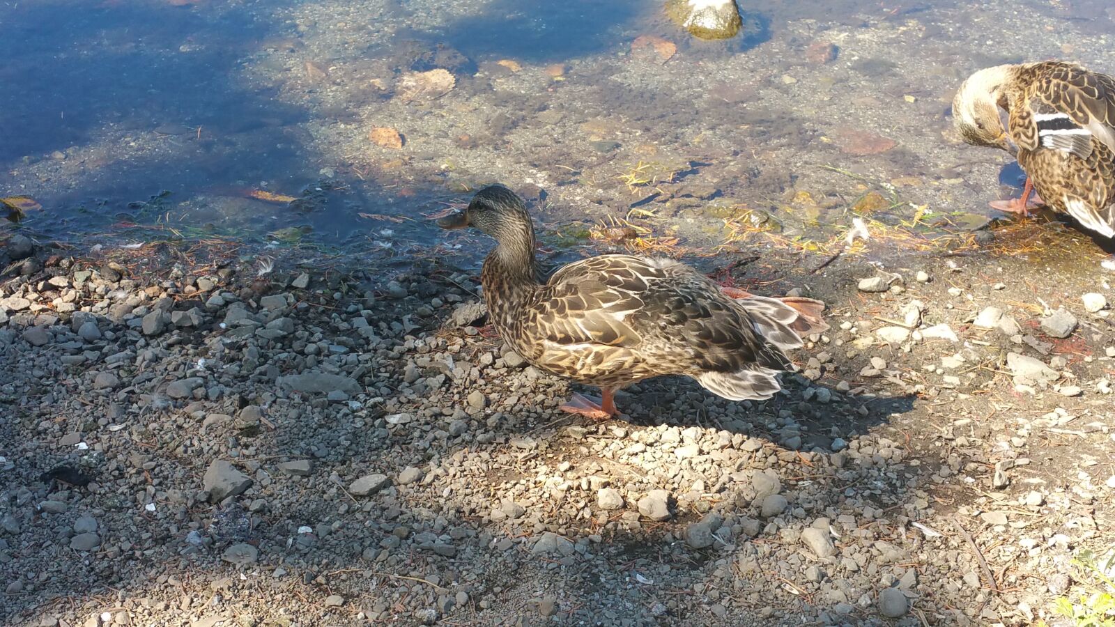 Samsung Galaxy Note4 sample photo. River, canada, penticton photography