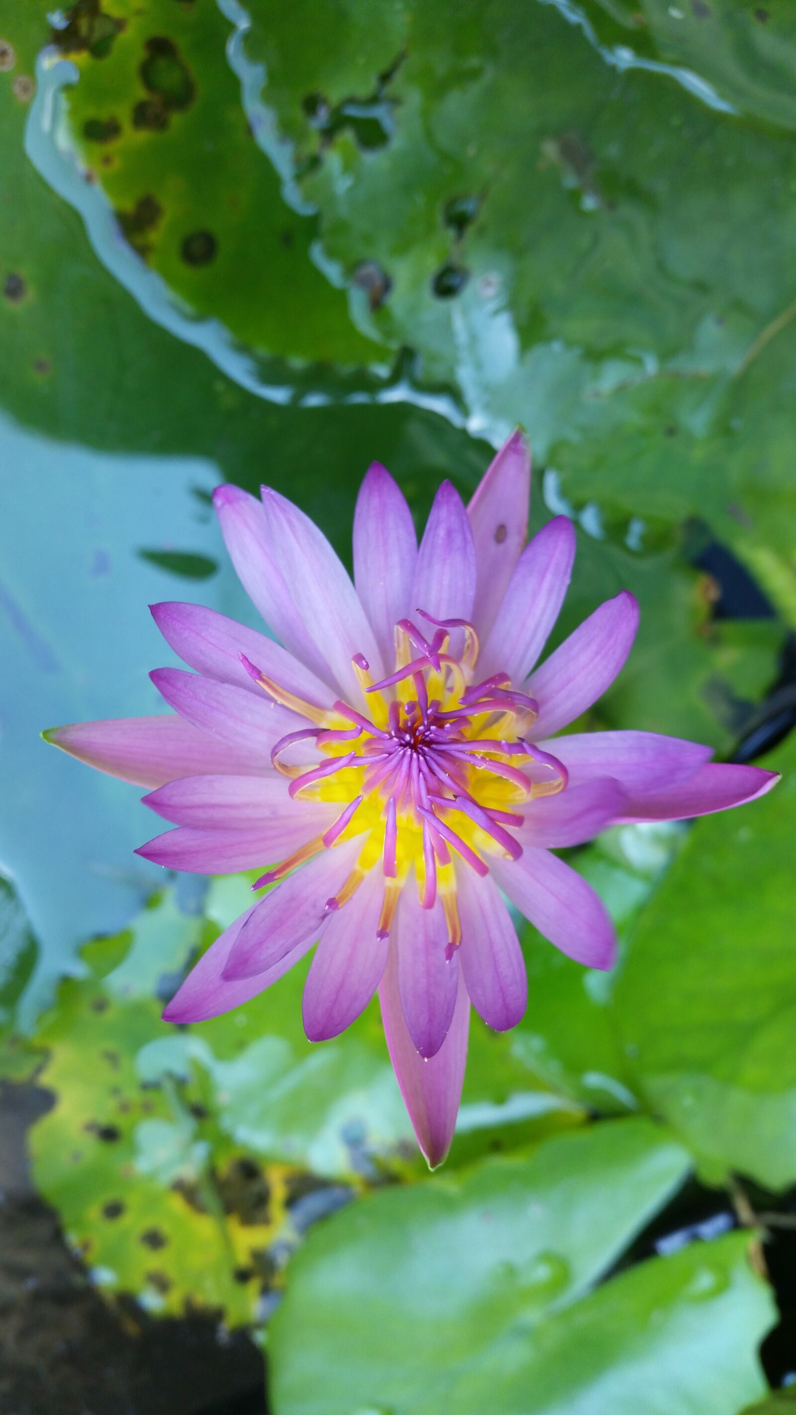 Samsung Galaxy S5 sample photo. Flower, lotus, purple lotus photography